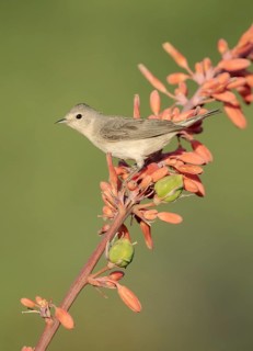 Lucy's Warbler (Leiothlypis luciae) perched on a flowering branch, Arizona, USA