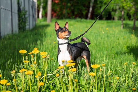 A Basenji dog on a leash stands alert in a sunlit park during springtime. Surrounded by vibrant