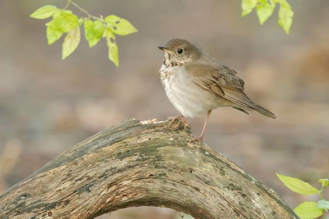Grey-cheeked Thrush (Catharus minimus) perched on a log, Texas, USA
