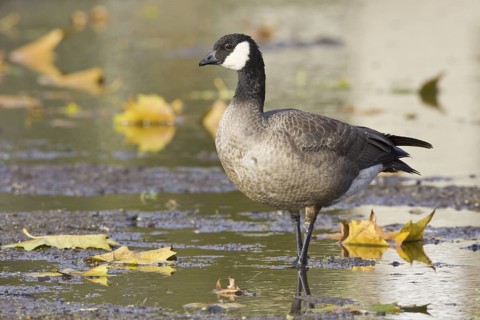 Cackling Goose (Branta hutchinsii), British Columbia, Canada