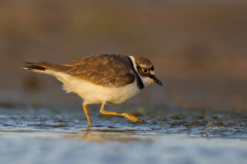 Little Ringed Plover (Charadrius dubius) female foraging, North Rhine-Westphalia, Germany