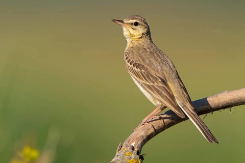 Tawny pipit, animals, birds, (Anthus campestris), perch, family of stilts and pipits, Muselievo,