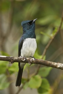 Satin Flycatcher (Myiagra cyanoleuca) male, Tasmania, Australia