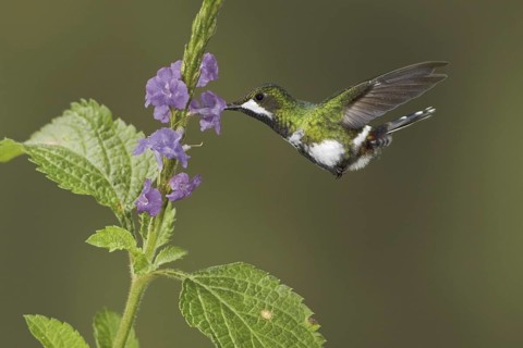 Black-bellied Thorntail (Discosura langsdorffi), Ecuador