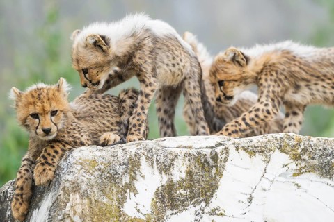 Cheetah (Acinonyx jubatus) youngsters playing with each other, captive, occurrence Africa