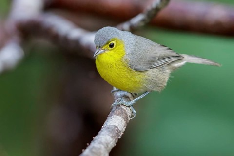 Oriente Warbler (Teretistris fornsi) perched on a branch in Cuba