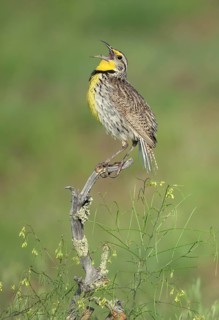 Western Meadowlark (Sturnella neglecta) singing, Colorado, USA