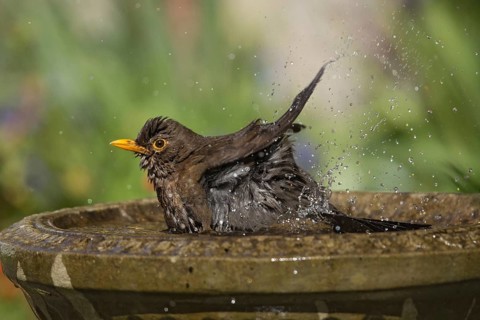 Common Blackbird (Turdus merula) female bathing, Wales, United Kingdom