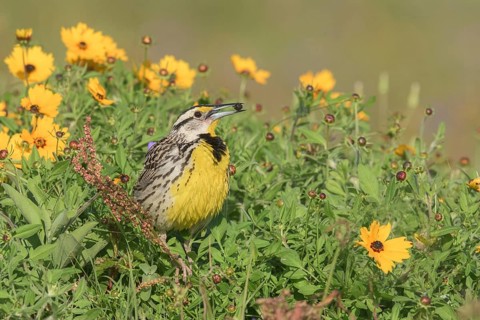 Eastern Meadowlark (Sturnella magna) with insect in beak, Texas, USA