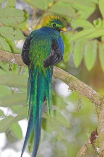 Resplendent Quetzal (Pharomachrus mocinno), Costa Rica