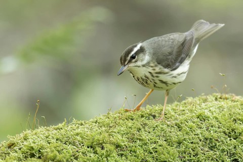 Louisiana waterthrush (Parkesia motacilla) perched on a branch in Ontario, Canada