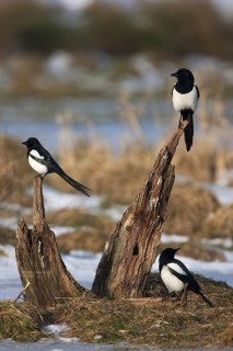 Eurasian Magpie (Pica pica), Mecklenburg-Western Pomerania, Germany