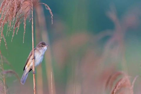 Reed warbler, (Acrocephalus arundinaceus), reedbed perch, biotope, habitat, animals, birds,