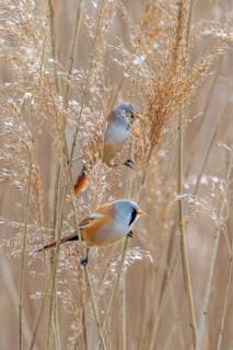 Two bearded reedlings, bearded tits (Panurus biarmicus) males perched on reed stems while foraging
