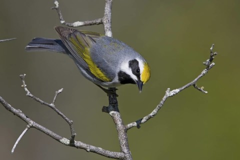 Golden-winged Warbler (Vermivora chrysoptera), Ontario, Canada
