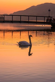 A swan swims on a calm lake at sunset with a bridge in the background, Großer Alpsee, Immenstadt im