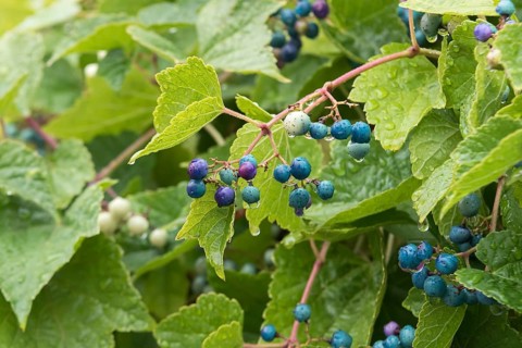 Ussuri sham vine Sham vine (Ampelopsis glandulosa var. brevipedunculata), Germany