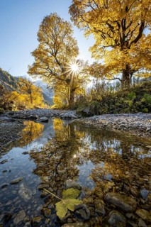 Gagea minima with reflection, sycamore maple with autumnal yellow foliage and Solaster endeca,