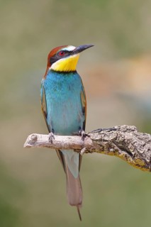 European bee-eater (Merops apiaster) sitting on a branch covered with green lichen, Lake Neusiedl,