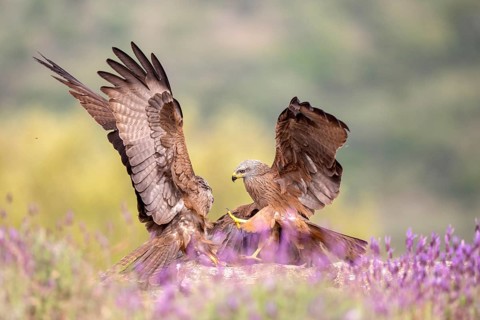 Black Kite (Milvus migrans) fighting, Madrid, Spain