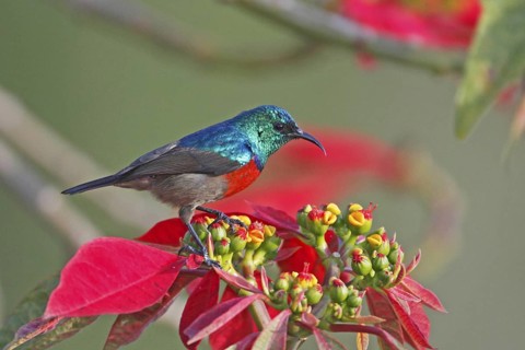 Northern Double-collared Sunbird (Cinnyris reichenowi), Lake Naivasha, Kenya