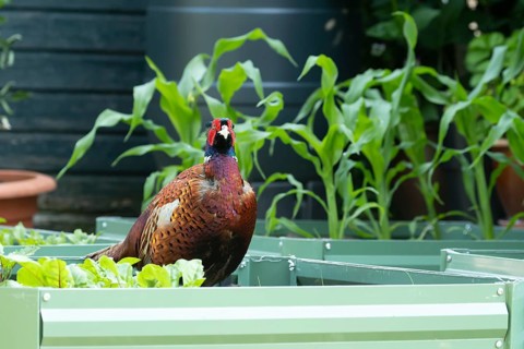 Common pheasant (Phasianus colchicus) adult male game bird on a garden vegetable raised bed in