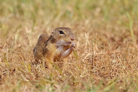 European ground squirrel (Spermophilus citellus) in a meadow, Burgenland Austria