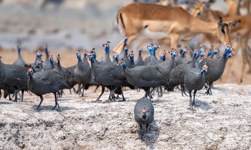 Helmeted guinea fowl (Numida meleagris), flock at the waterhole, Nxai Pan National Park, Botswana