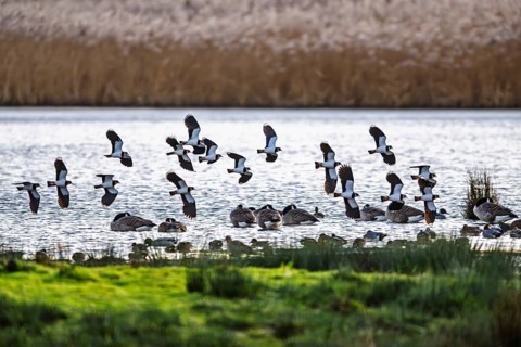 Northern Lapwing, Vanellus vanellus, birds in flight over marshes, Devon, England, United Kingdom