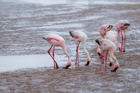 Lesser Flamingos (Phoeniconaias minor) in a lagoon, Walfish Bay, Erongo, Namibia