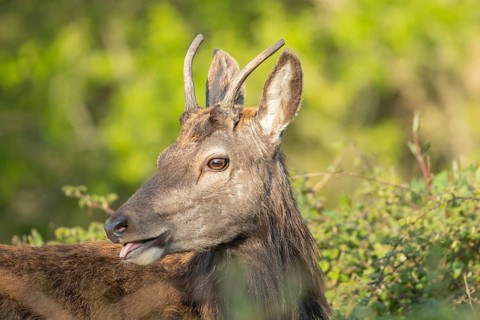 Red deer (Cervus elaphus) adult male stag animal head portrait, RSPB Minsmere nature reserve,