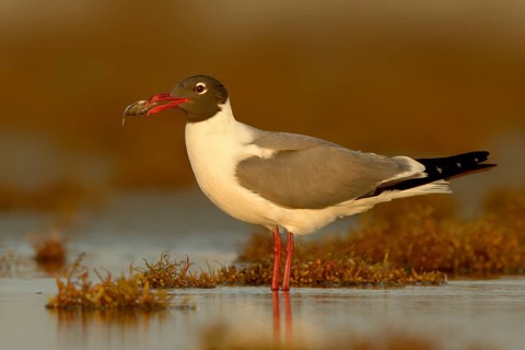Laughing Gull (Leucophaeus atricilla), Texas, USA