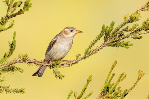 Black-chinned Honeyeater (Melithreptus gularis) juvenile, Victoria, Australia