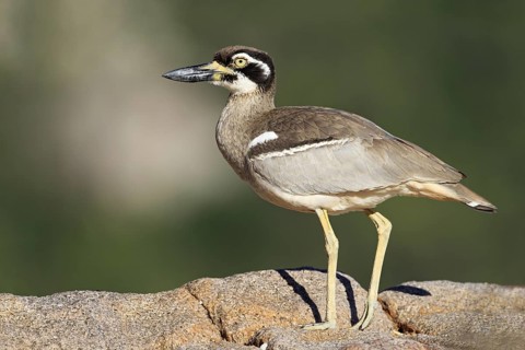 Beach Stone-curlew (Esacus magnirostris), Queensland, Australia