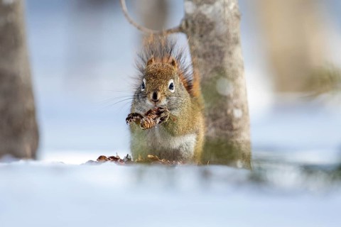 Red squirrel (Tamiasciurus hudsonicus) eating spruce cone, La Mauricie national park, Province of