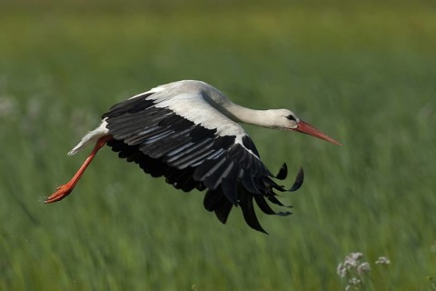 White Stork (Ciconia ciconia) flying, Aargau, Switzerland