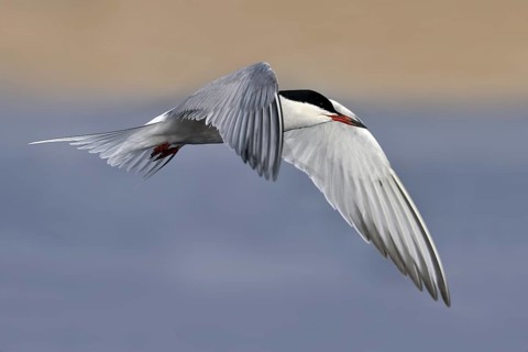 Common Tern (Sterna hirundo) flying, Eilat, Israel