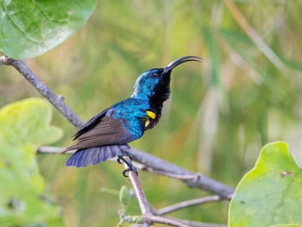 Loten's Sunbird (Cinnyris lotenius) male displaying, Sri Lanka