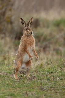European brown hare (Lepus europaeus) adult animal standing on its back two legs in grassland in