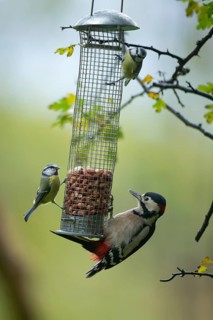 Great spotted woodpecker (Dendrocopos major) and two Blue tit (Cyanistes caeruleus) adult birds on