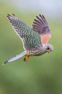 Common Kestrel (Falco tinnunculus) male flying, Baden-Wuerttemberg, Germany