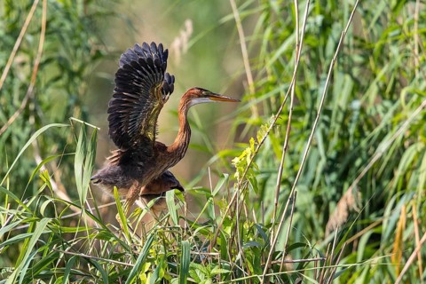 Purple Heron (Ardea purpurea) juvenile in reedbed, Baden-Wuerttemberg, Germany