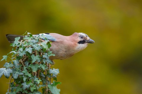 Eurasian jay (Garrulus glandarius) adult bird on an ivy clad tree stump in autumn, England, United
