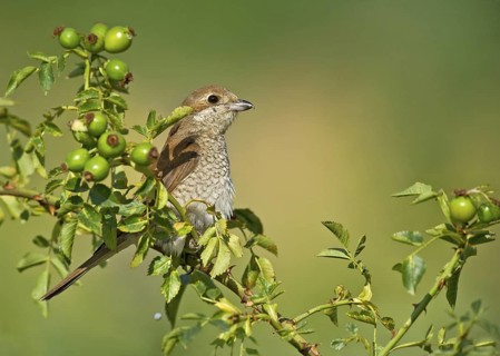Red-backed Shrike (Lanius collurio) female perched on rose hip, Aosta Valley, Italy