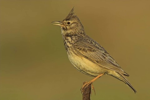 Crested Lark (Galerida cristata) singing, Greece