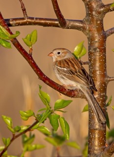 Field Sparrow (Spizella pusilla), Ohio, USA