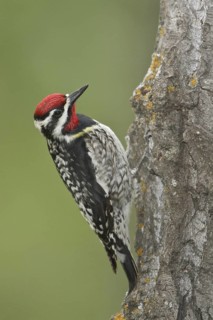 Yellow-bellied Sapsucker (Sphyrapicus varius) male, Manitoba, Canada