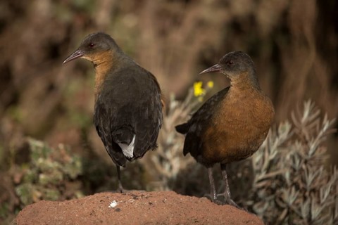 Rouget's Rail (Rougetius rougetii) pair, Bale Mountains National Park, Ethiopia