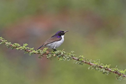 Eastern Violet-backed Sunbird (Anthreptes orientalis) male, Lake Baringo, Kenya