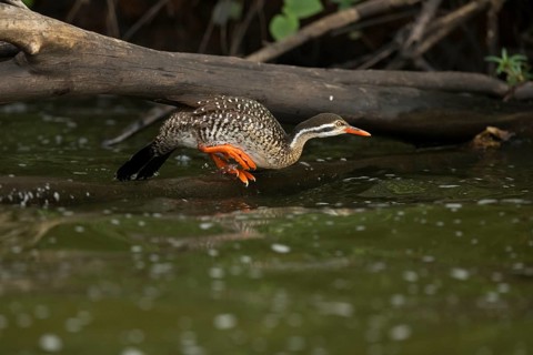 African Finfoot (Podica senegalensis) female jumping, Lake Mburo National Park, Uganda